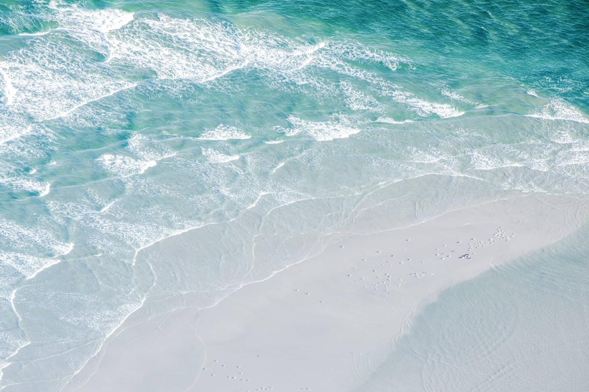 birds eye